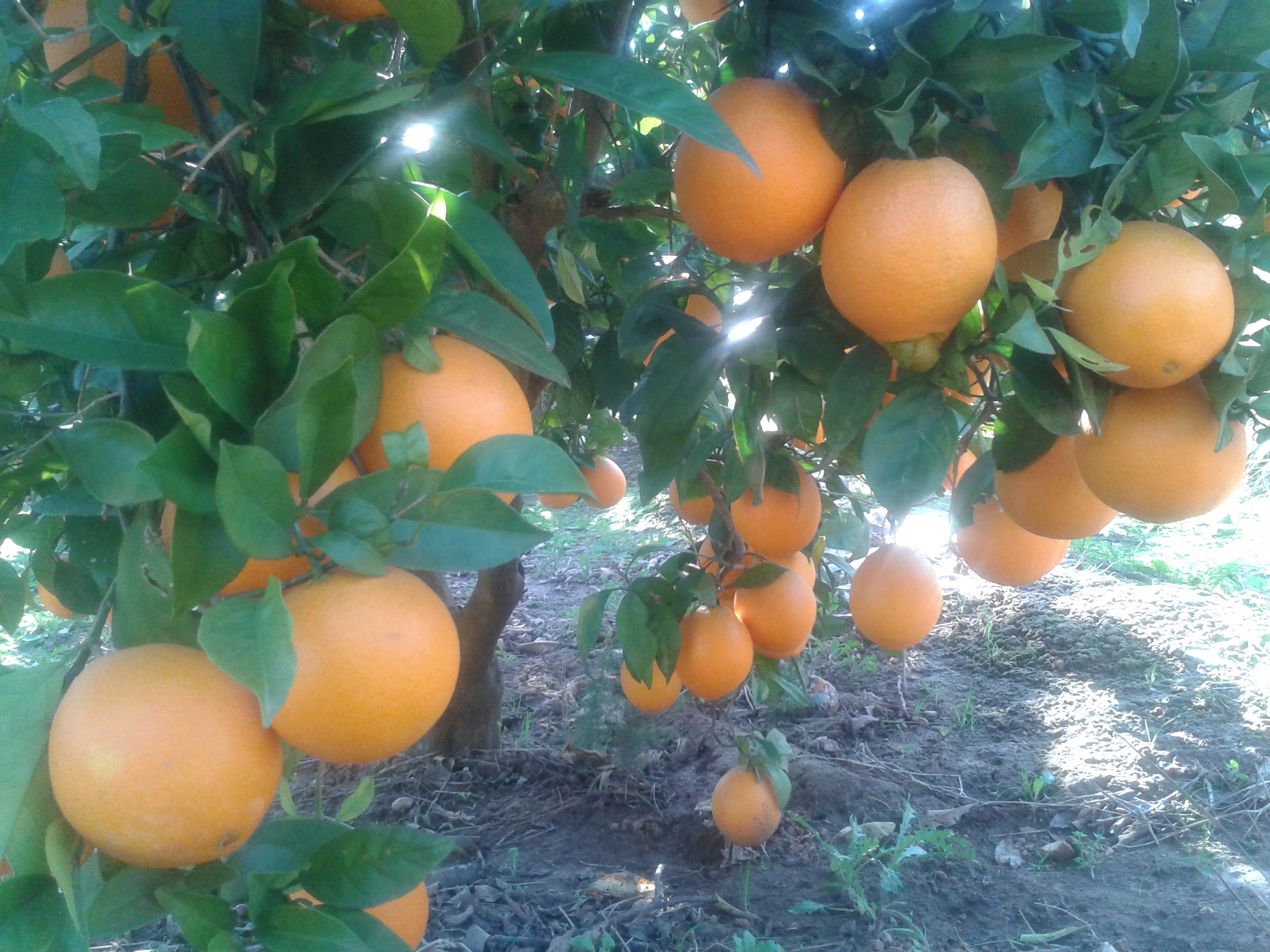 https://www.agroboca.com/productor/naranjas-fruits-del-mas/venta-al-mayor/naranjas-navelinas-valencianas-de-mesa-caja-de-10-kg
